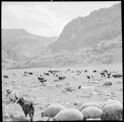 [Goats and sheep grazing on a plain, a mountain range in the background, World War II] [picture] : [Iran] / [Frank Hurley]