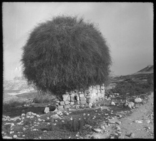Curion tree on way to Petra [ca. 1940-1946] [picture] : [Petra Valley, Jordan] / [Frank Hurley]