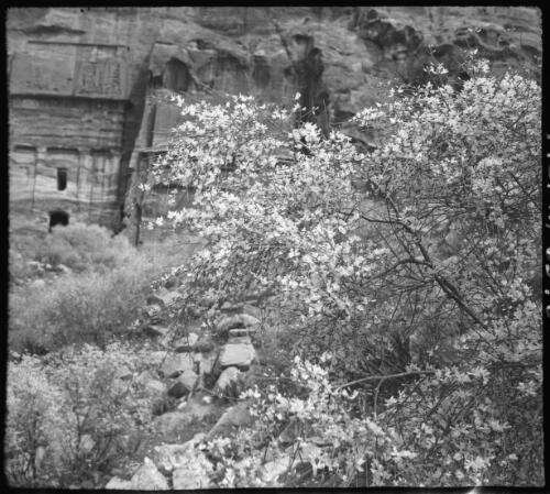 Petra [tree in foreground, monuments behind ca. 1940-1946] [picture] : [Petra Valley, Jordan] / [Frank Hurley]