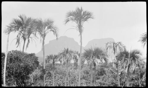 [Palm trees, Lord Howe Island, 9] [picture] / [Frank Hurley]