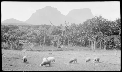 [Sheep grazing with Mount Gower in background, Lord Howe Island] [picture] / [Frank Hurley]