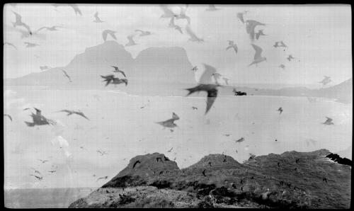 [Seagulls superimposed over Mount Lidgbird and Mount Gower, Lord Howe Island] [picture] / [Frank Hurley]