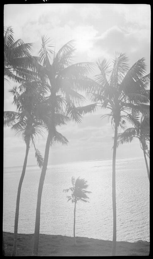 [Palm trees, Lord Howe Island, 10] [picture] / [Frank Hurley]