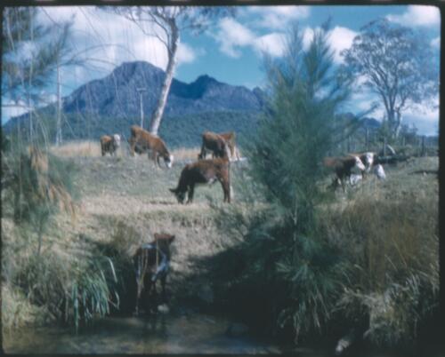 [Mount Lindesay region, rural scene with cattle by river, New South Wales, 2] [transparency] / [Frank Hurley]