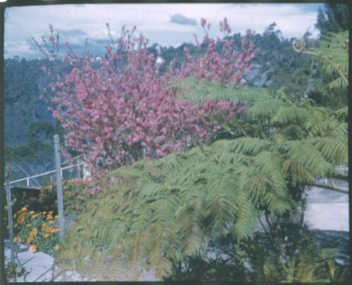 [Kings Park, pink flowering shrub, Western Australia] [transparency] / [Frank Hurley]