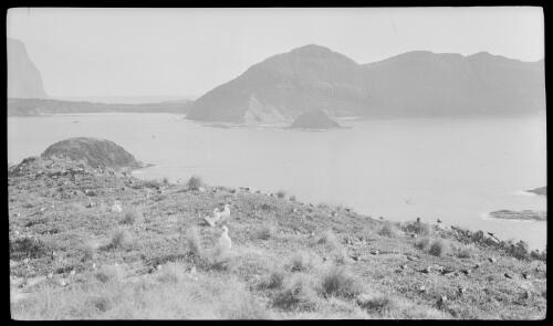 [Flock of masked boobies and other birds, Lord Howe Island, 1] [picture] / [Frank Hurley]