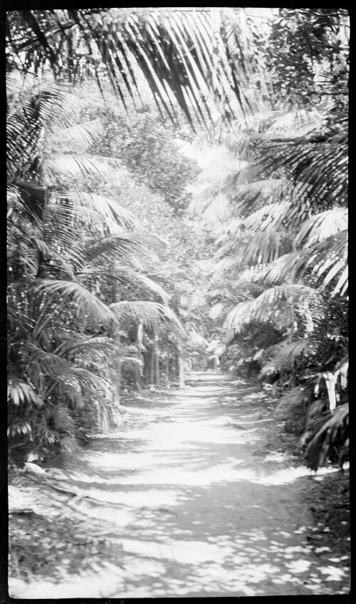 [Forest path overhung with palm trees, Lord Howe Island] [picture] / [Frank Hurley]