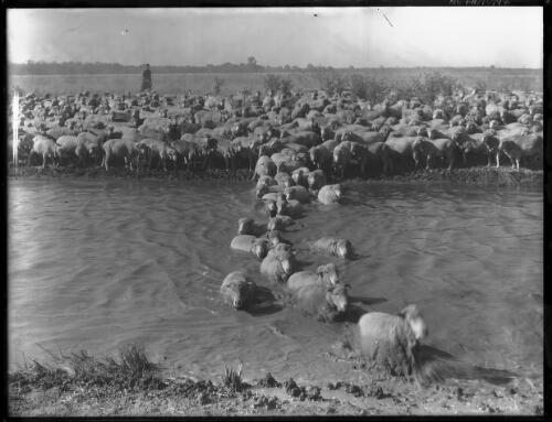 [Flock of sheep crossing a river] [picture] : [Australia] / [Frank Hurley]