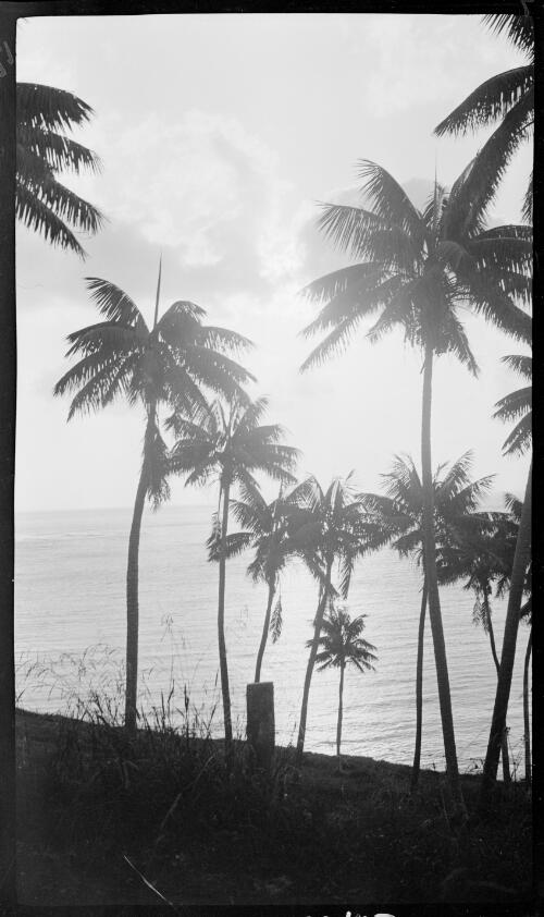 [Palm trees, Lord Howe Island, 13] [picture] / [Frank Hurley]