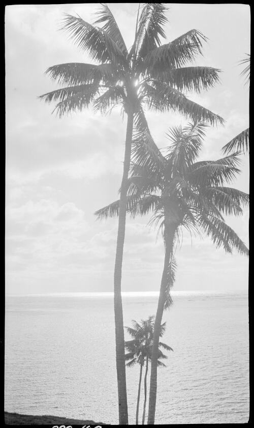 [Palm trees, Lord Howe Island, 14] [picture] / [Frank Hurley]