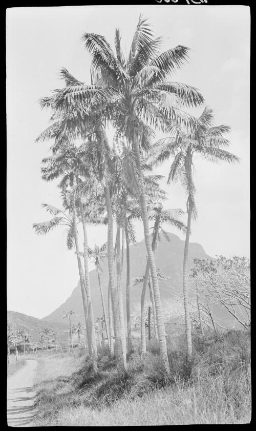 [Palm trees, Lord Howe Island, 15] [picture] / [Frank Hurley]