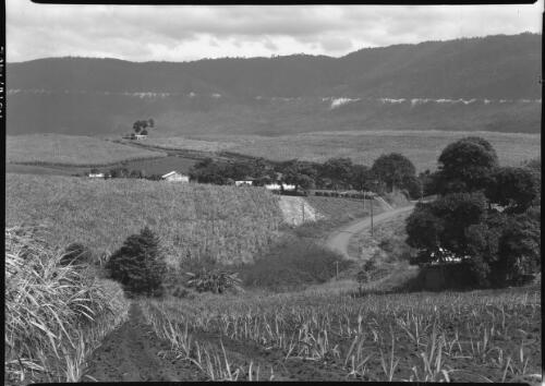 [Farm house surrounded by crops] [picture] / [Frank Hurley]