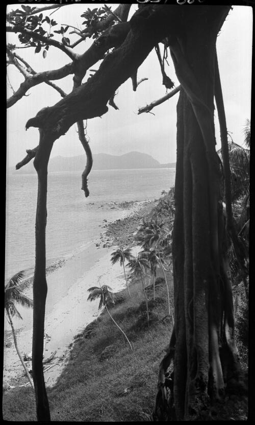 [Unidentified beach through the branches of a pandanus tree, Lord Howe Island] [picture] / [Frank Hurley]
