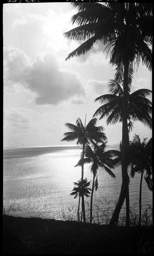 [Palm trees, Lord Howe Island, 16] [picture] / [Frank Hurley]