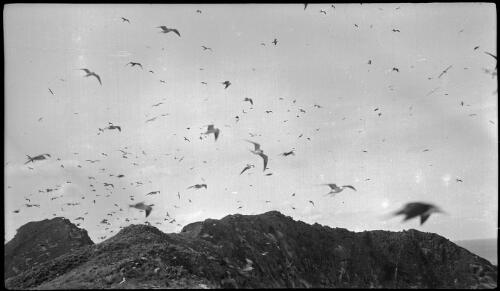 [Seagulls fly about the rocky cliffs, Lord Howe Island, 3] [picture] / [Frank Hurley]