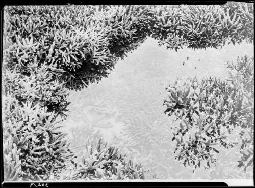 [Starfish in a coral rock pool, Great Barrier Reef] [picture] / [Frank Hurley]
