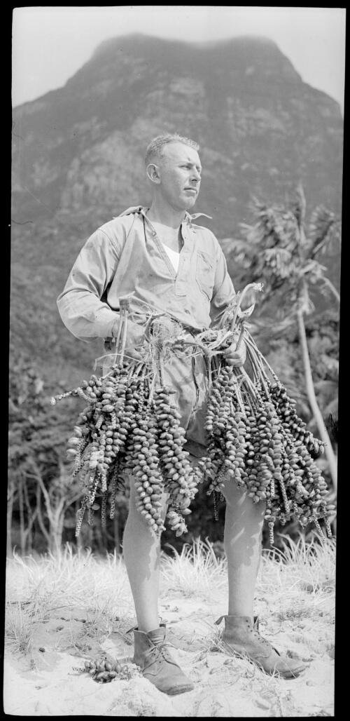 [Unidentified man holding bunches of fruit from a big mountain palm, Lord Howe Island, 2] [picture] / [Frank Hurley]