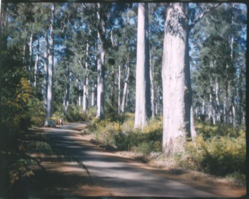 [Dirt road in forest, Western Australia, 2] [transparency] / [Frank Hurley]