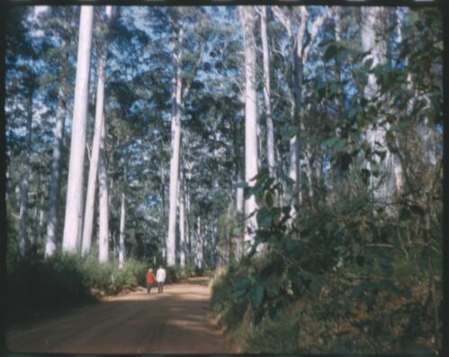 [Dirt road in forest, Western Australia, 1] [transparency] / [Frank Hurley]