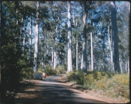 [Dirt road in forest, Western Australia, 3] [transparency] / [Frank Hurley]