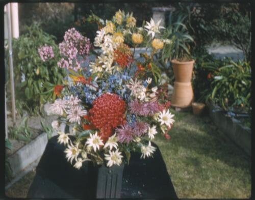 [Bunch of wild flowers with waratah in centre, 1] [transparency] / [Frank Hurley]