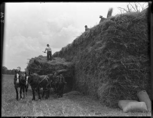 [Men working on a large pile of hay] [picture] : [Australia] / [Frank Hurley]
