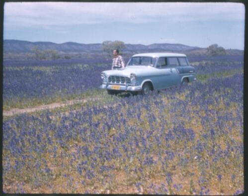 [Rural scene with Salvation Jane, Flinders Ranges, South Australia, 4] [transparency] / [Frank Hurley]