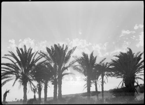 [Palm trees against a cloudy sky] [picture] / [Frank Hurley]