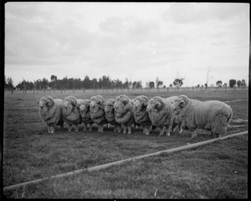 [Flock of sheep, 3] [picture] / [Frank Hurley]