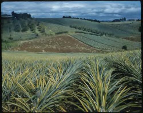 [Pineapple plantation with Mountain View, Queensland, 2] [transparency] / [Frank Hurley]