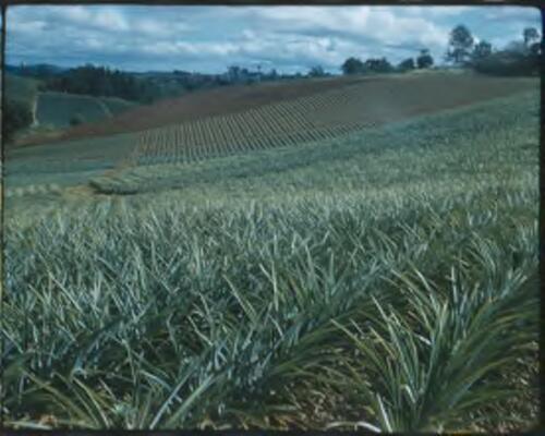 [Pineapple plantation with Mountain View, Queensland, 3] [transparency] / [Frank Hurley]