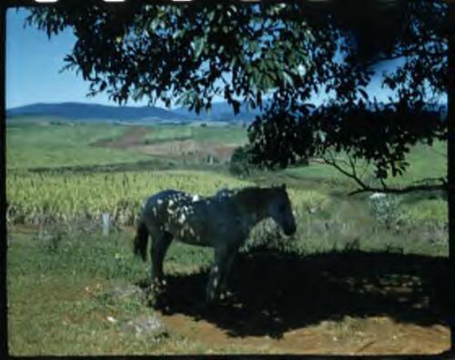 [Rural view with a horse, Queensland, 4] [transparency] / [Frank Hurley]