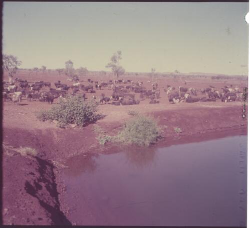 [Herd of cattle near a water hole] [transparency] / [Frank Hurley]