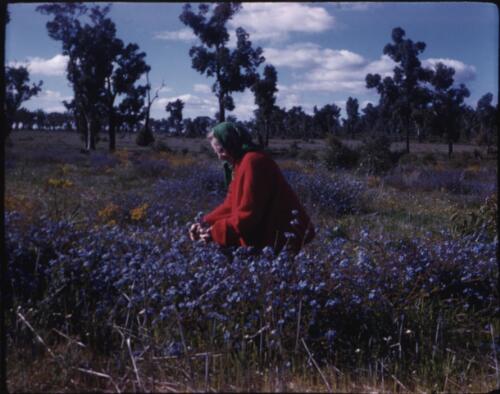 [Wild flowers, Western Australia, 7] [transparency] / [Frank Hurley]