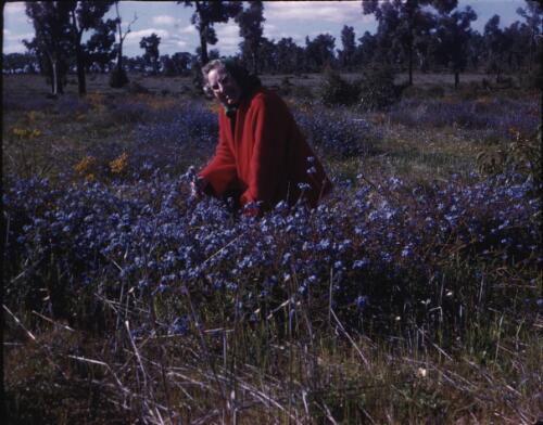 [Wild flowers, Western Australia, 8] [transparency] / [Frank Hurley]