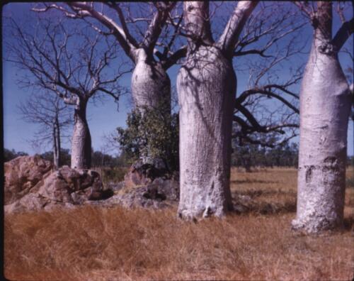 [Baobab trees in the Kimberleys, Western Australia, 1] [transparency] / [Frank Hurley]