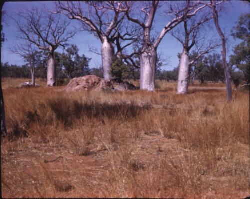 [Baobab trees in the Kimberleys, Western Australia, 2] [transparency] / [Frank Hurley]
