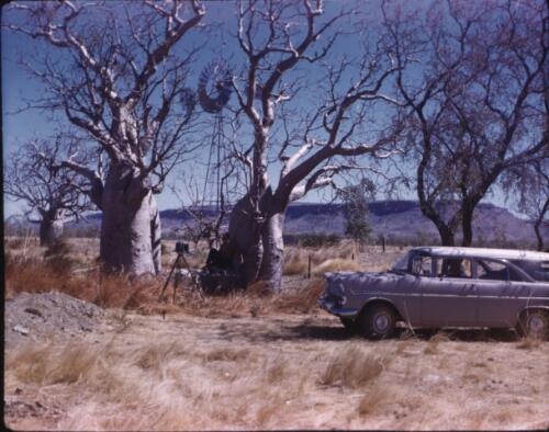 [Photographer in the shade of a baobab tree, Western Australia] [transparency] / [Frank Hurley]
