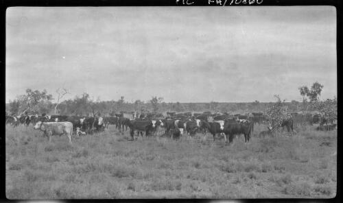 Cattle starting on a 1400 mile journey to Adelaide from Banka Bank[a] [Station, N.T.], 1927 [picture] : [Central Australia] / [Frank Hurley]