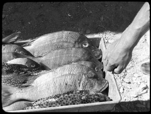 Aquaba, Jordan [fish stacked in a container] : [Trans-Jordan, World War II] [picture] / [Frank Hurley]