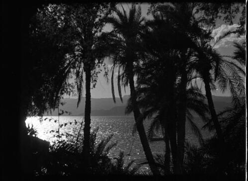 Aquaba, Jordan [with palm trees in foreground] : [Trans-Jordan, World War II] [picture] / [Frank Hurley]