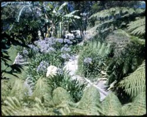 [View of a garden with blue agapanthus] [transparency] / [Frank Hurley]