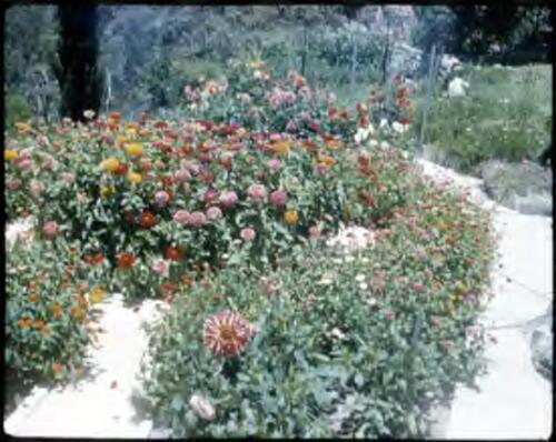 [View of a garden with colourful flowers] [transparency] / [Frank Hurley]