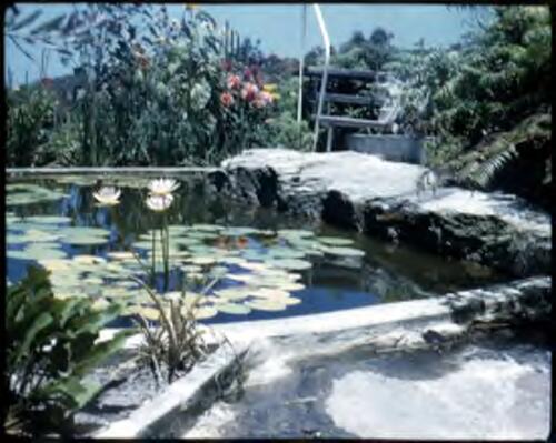 [Pond and water lillies in middle of a garden] [transparency] / [Frank Hurley]