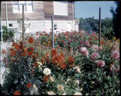 [Colourful flower garden in front of a building ] [transparency] / [Frank Hurley]
