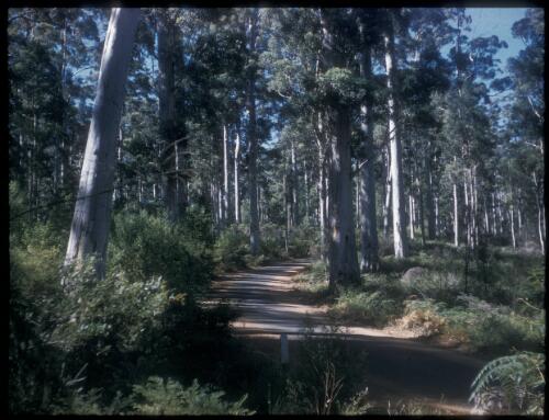 [View of narrow pathway in a forest] [transparency] / [Frank Hurley]