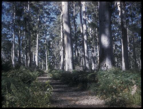 [View of Gravel road in a forest] [transparency] / [Frank Hurley]