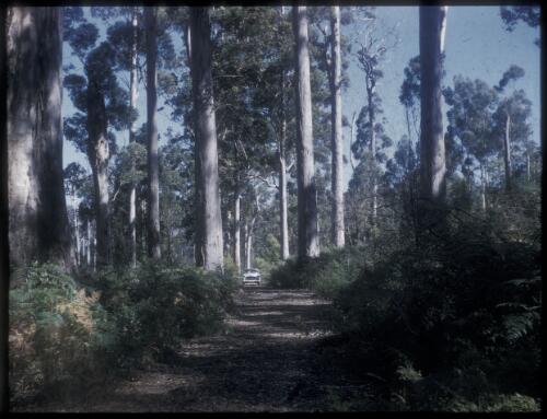 [View of forest with white car on pathway] [transparency] / [Frank Hurley]