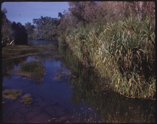 [River scene, Northern Territory, 2] [transparency] / [Frank Hurley]