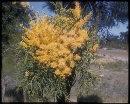 [Bunch of light orange flowers on a small tree in a bush] [transparency] / [Frank Hurley]